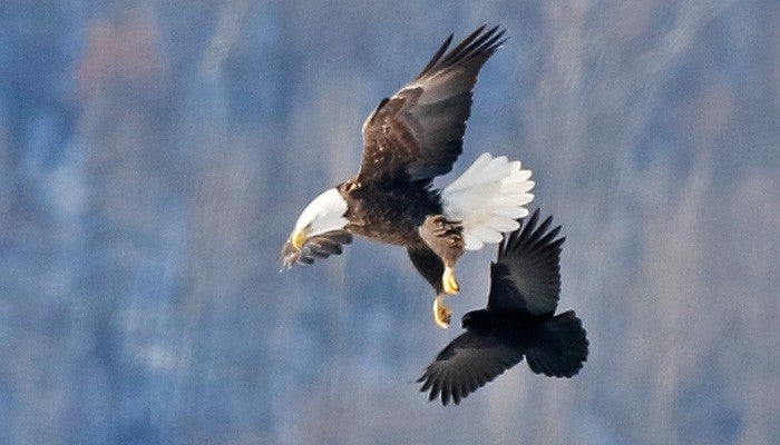 Why Bald Eagles Fight